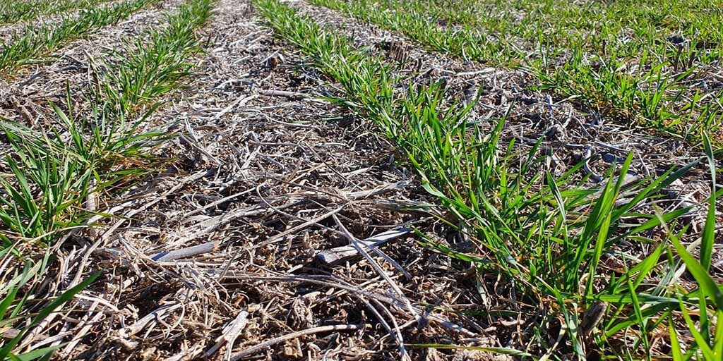 trigo-afectado-heladas-2